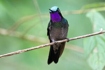 Colibri à gorge pourprée