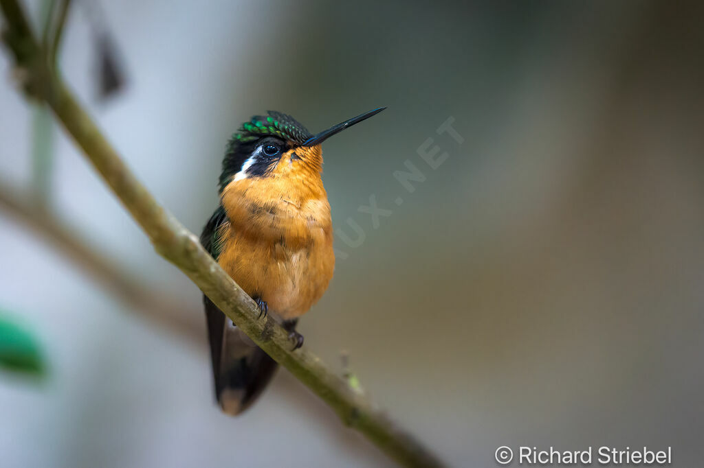 Colibri à gorge pourprée femelle