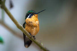 Purple-throated Mountaingem