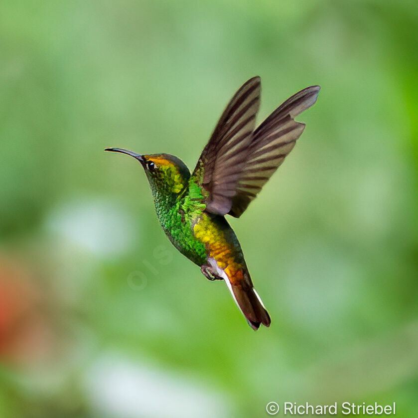 Coppery-headed Emerald