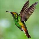 Colibri à tête cuivrée