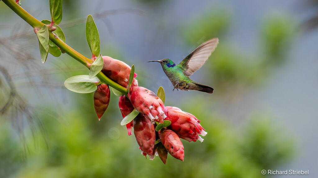 Lesser Violetear
