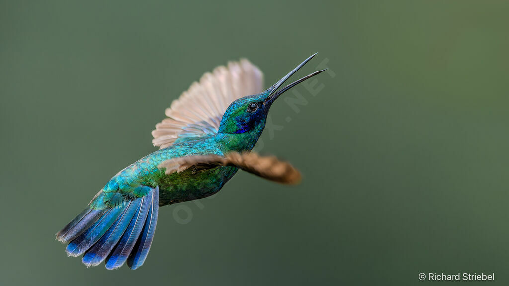 Colibri d'Anaïs