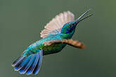 Colibri d'Anaïs