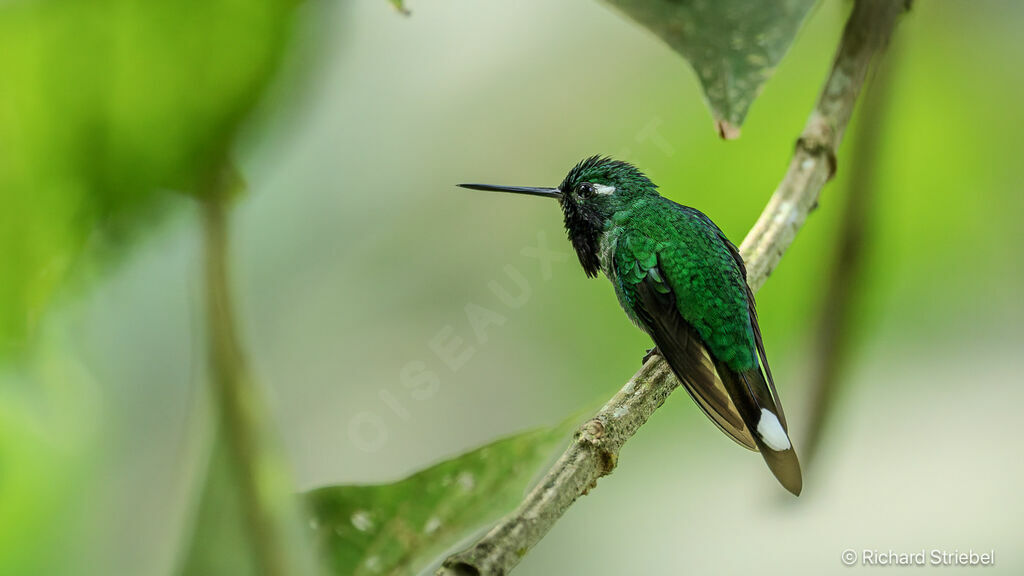 Colibri de Benjamin