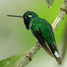 Colibri de Benjamin