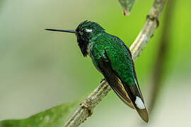 Colibri de Benjamin
