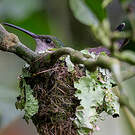 Colibri de Buffon