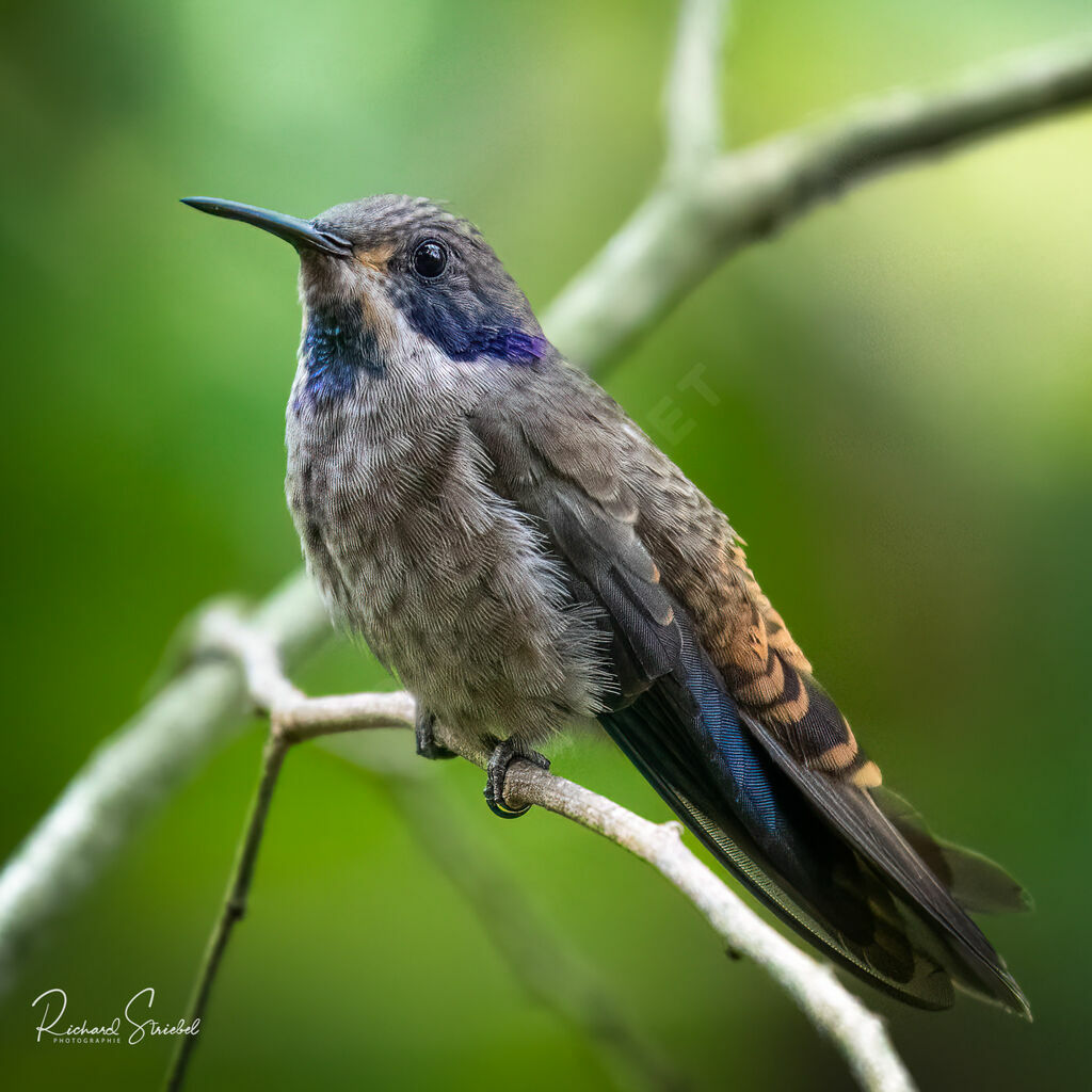 Brown Violetear