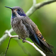 Colibri de Delphine