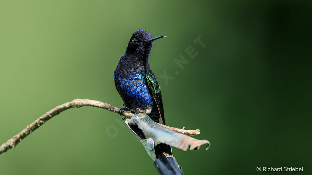 Colibri de Jardine