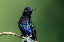 Colibri de Jardine