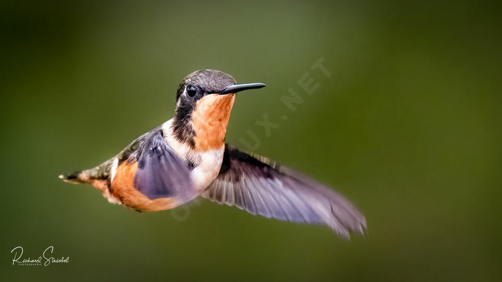 Colibri de Mitchell femelle