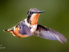 Purple-throated Woodstar