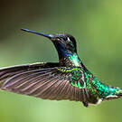 Colibri de Rivoli