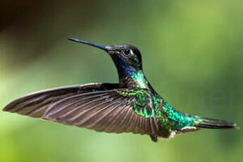 Colibri de Rivoli