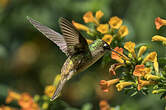 Colibri du Tolima