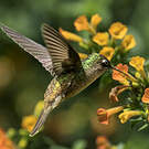 Colibri du Tolima