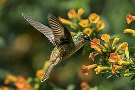 Colibri du Tolima