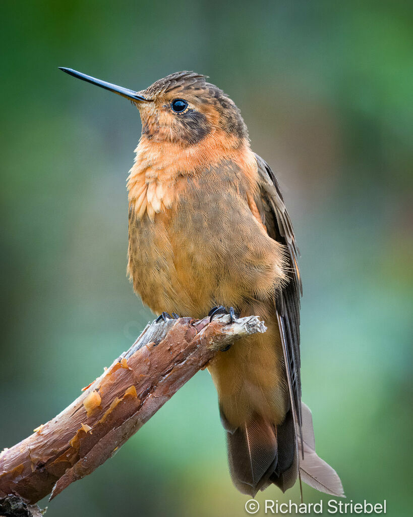 Colibri étincelant