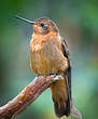 Colibri étincelant