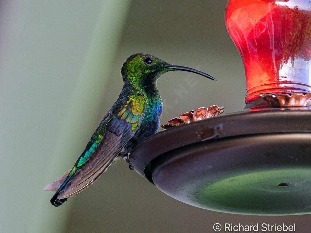 Colibri falle-vert