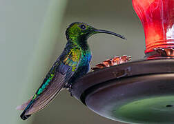 Green-throated Carib