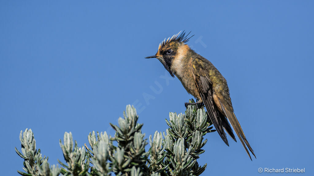 Colibri fauve mâle