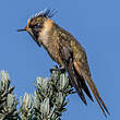Colibri fauve