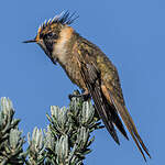 Colibri fauve