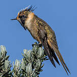 Colibri fauve