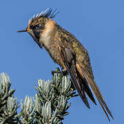 Colibri fauve