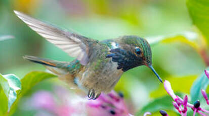 Colibri flammule