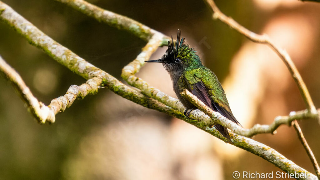 Colibri huppé