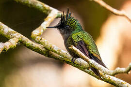 Antillean Crested Hummingbird