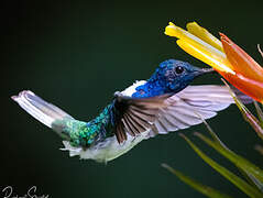 White-necked Jacobin