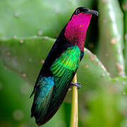 Purple-throated Carib