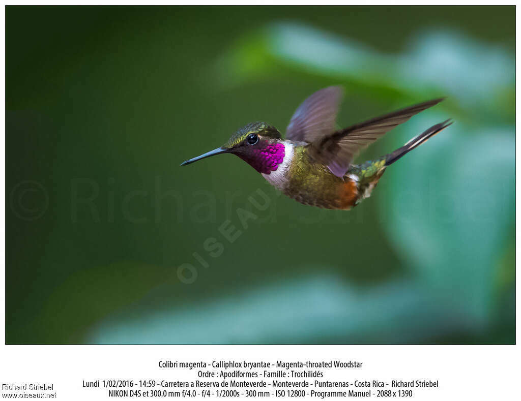 Magenta-throated Woodstar male adult, Flight