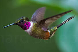 Magenta-throated Woodstar