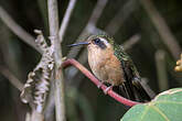 Colibri moucheté