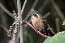 Colibri moucheté