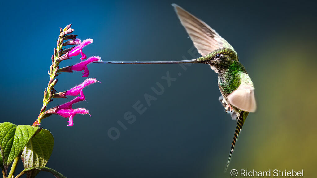 Sword-billed Hummingbird