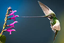 Sword-billed Hummingbird