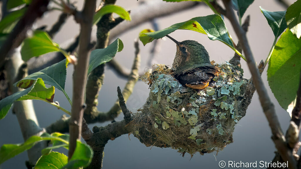 Colibri scintillant