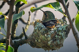 Scintillant Hummingbird