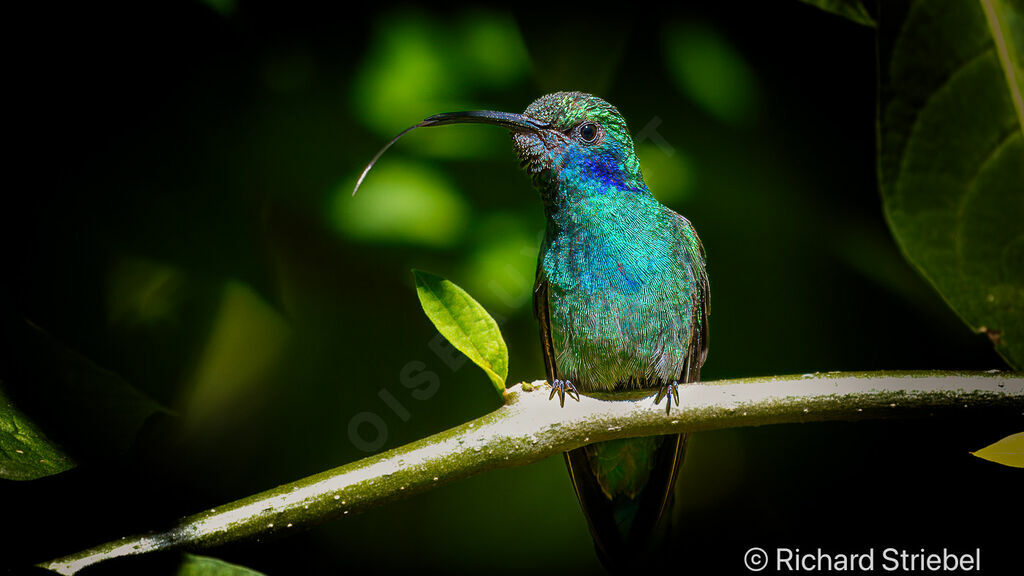 Mexican Violetear