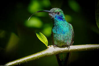 Colibri thalassin