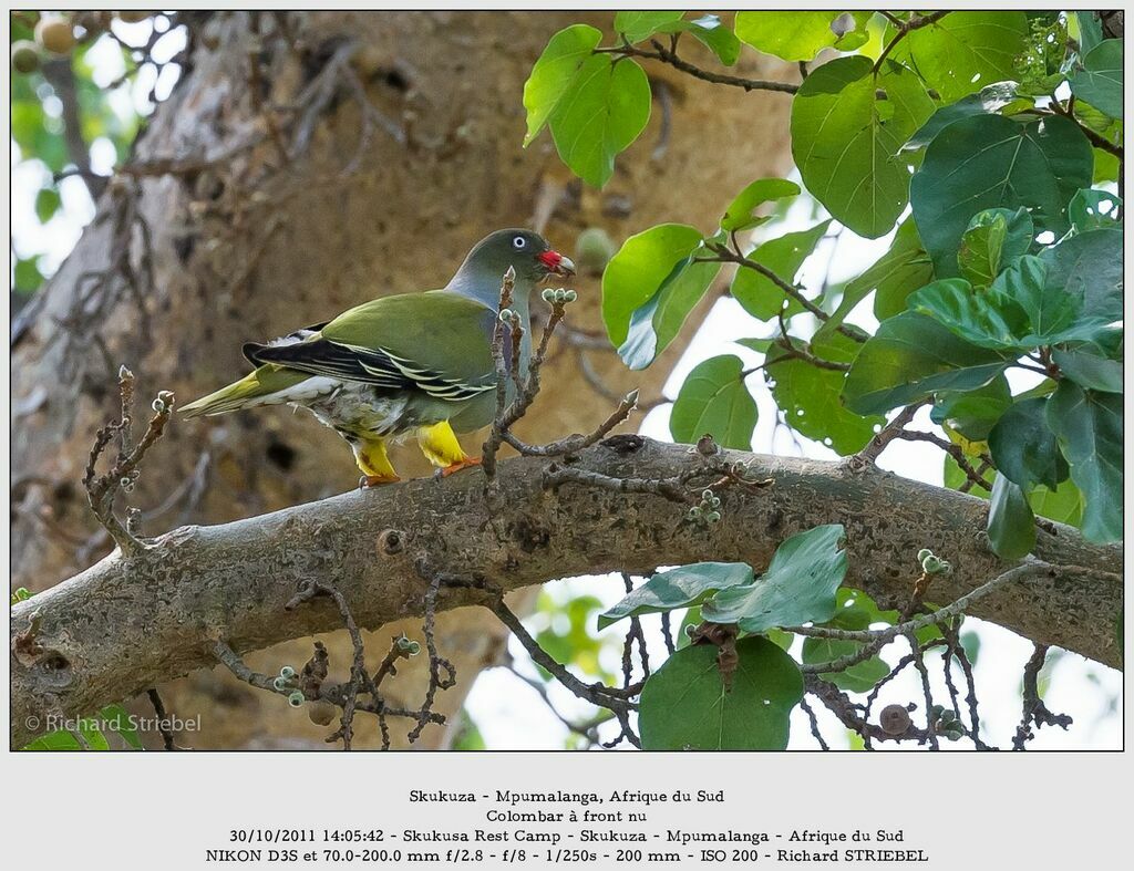 African Green Pigeonadult