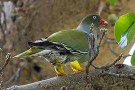 African Green Pigeon