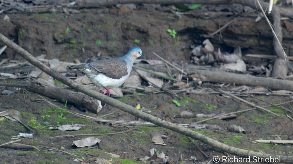 White-tipped Dove